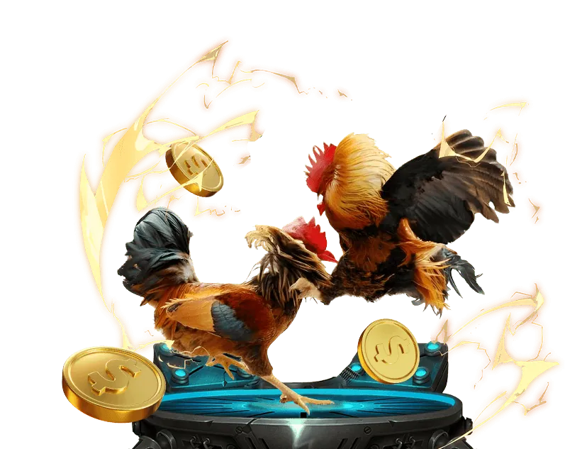 Hình ảnh người quan sát trận đấu đá gà trực tiếp